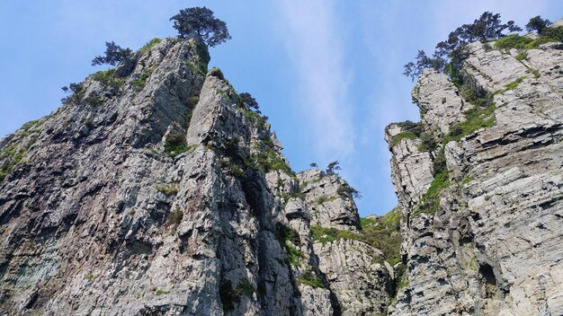 Lage hoek van planten die op rotsachtige bergen groeien tegen de lucht