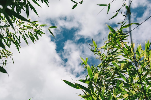 Lage hoek van planten die tegen bewolkte lucht groeien
