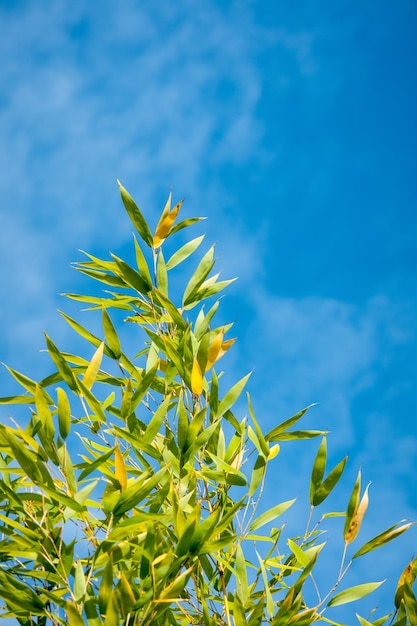 Lage hoek van planten die tegen de lucht groeien