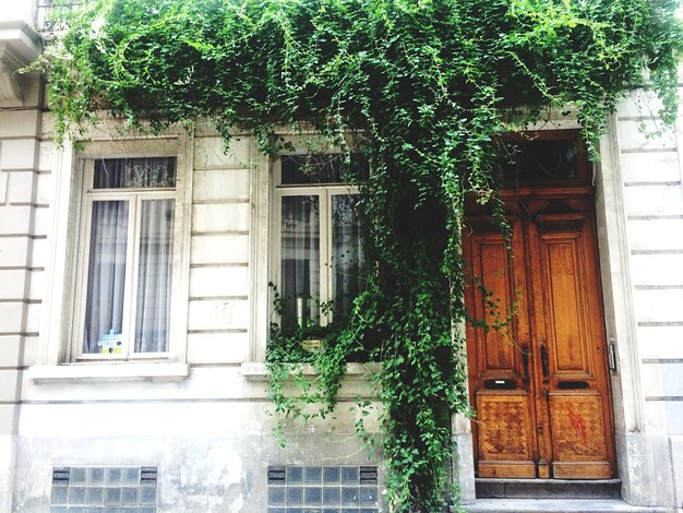 Lage hoek van planten op het huis