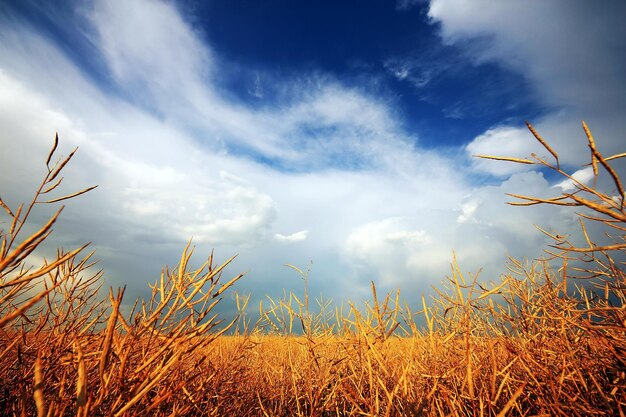 Foto lage hoek van planten op het veld tegen de lucht