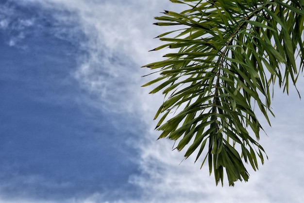 Lage hoek van planten tegen bewolkte lucht