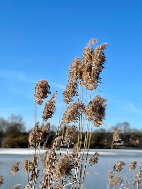 Foto lage hoek van planten tegen de lucht tijdens de winter