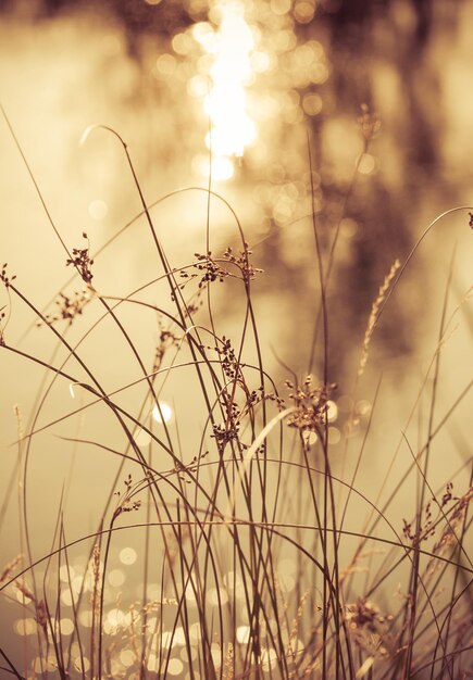 Foto lage hoek van planten tegen de lucht