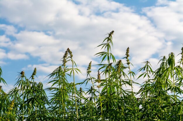 Foto lage hoek van planten tegen de lucht