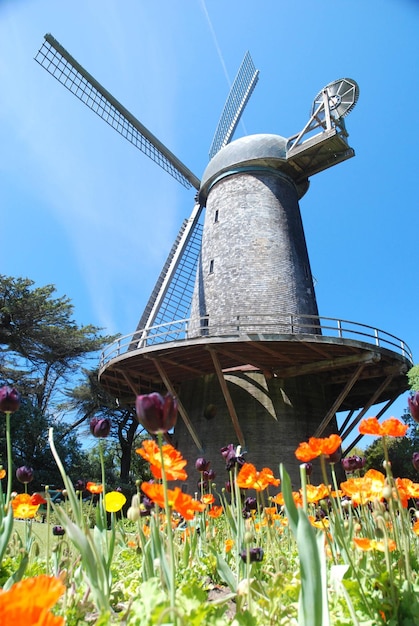 Lage hoek van planten tegen een blauwe hemel