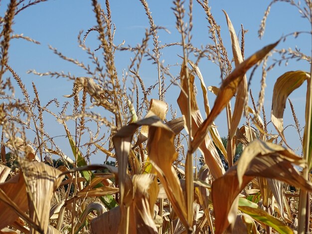 Lage hoek van planten tegen een heldere blauwe hemel