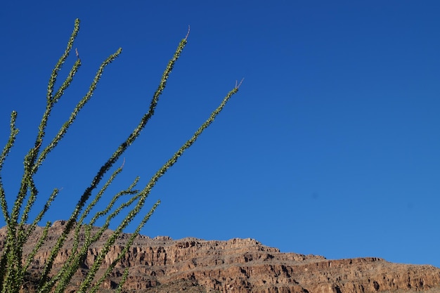 Lage hoek van planten tegen een heldere blauwe lucht