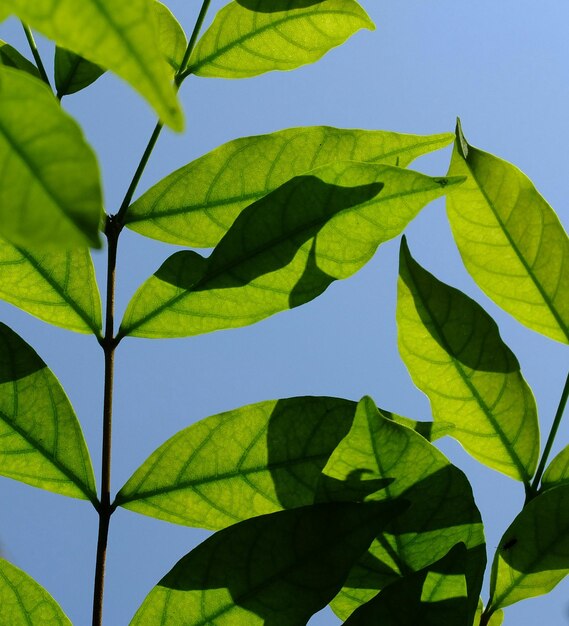 Foto lage hoek van planten tegen een heldere blauwe lucht