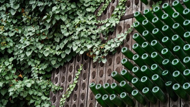 Foto lage hoek van planten