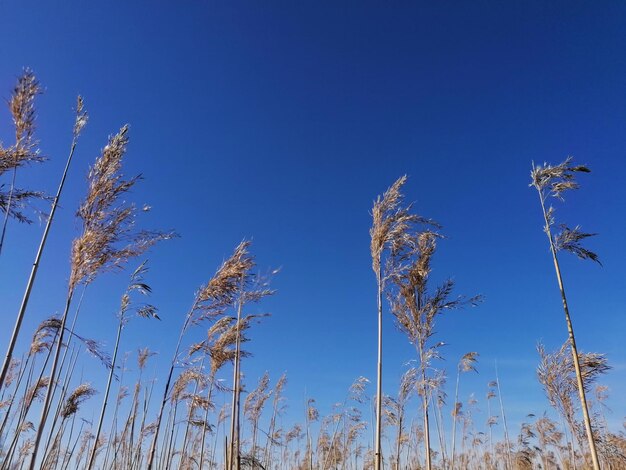 Foto lage hoek van rieten tegen een blauwe hemel