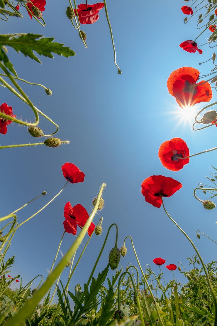 Foto lage hoek van rode bloemen tegen een heldere blauwe hemel