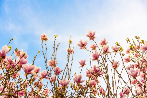 Foto lage hoek van roze bloeiende planten tegen de lucht