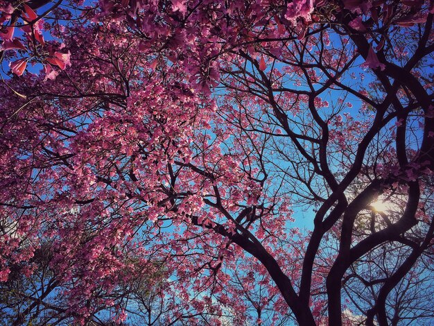 Foto lage hoek van roze bloemen die op bomen groeien