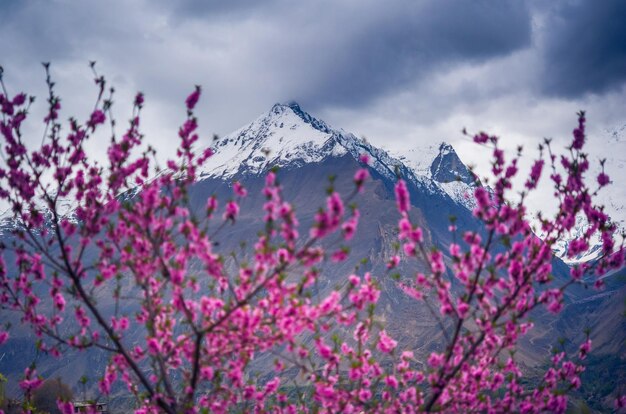 Foto lage hoek van roze bloemen tegen de lucht