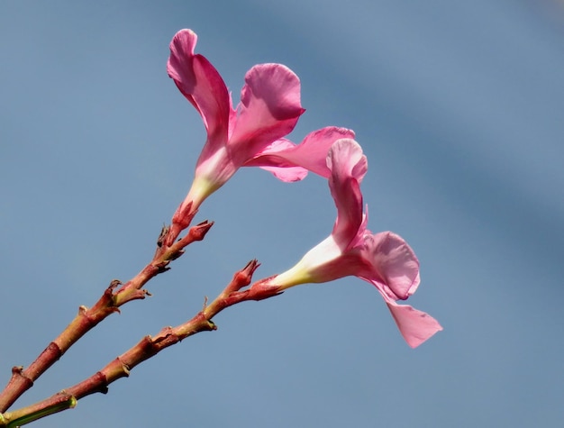 Foto lage hoek van roze kersenbloesem tegen een heldere lucht