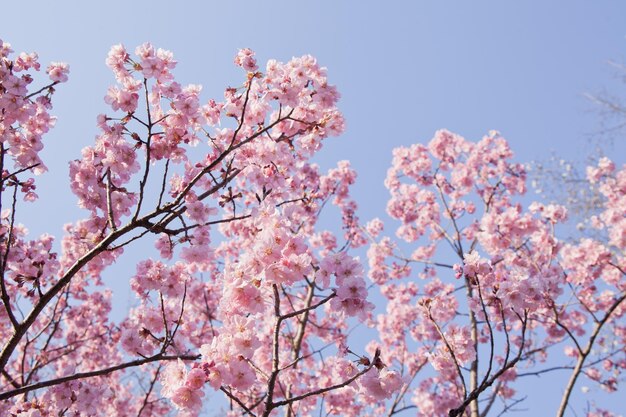 Lage hoek van roze kersenbloesems op takken tegen de lucht