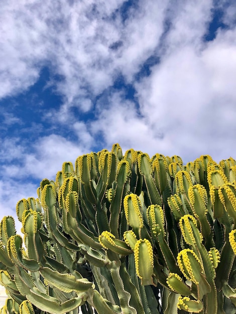 Lage hoek van sappige planten tegen een bewolkte lucht