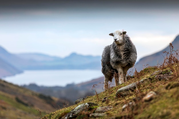Lage hoek van schapen die op de berg staan