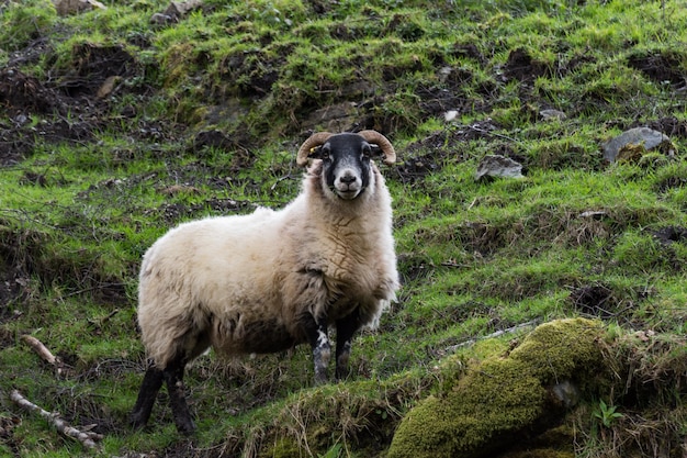 Lage hoek van schapen op een grasrijke heuvel