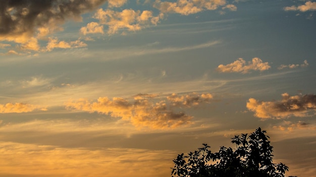 Lage hoek van silhouet boom tegen bewolkte lucht tijdens zonsondergang