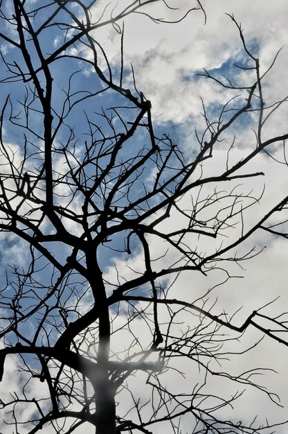 Foto lage hoek van silhouet naakte boom tegen bewolkte lucht