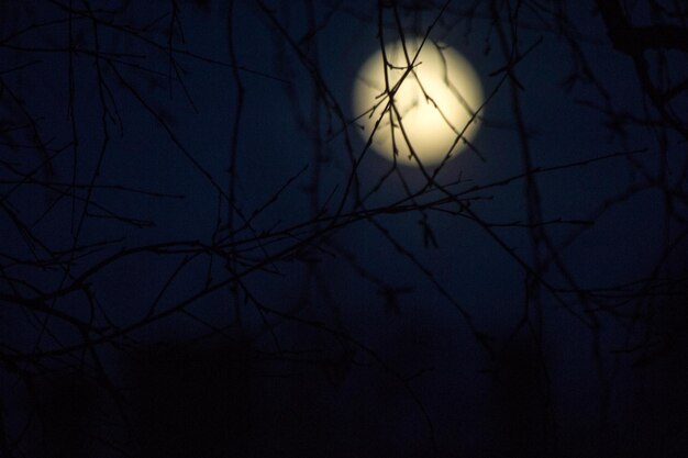 Foto lage hoek van silhouet naakte boom tegen de hemel's nachts