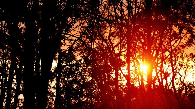 Foto lage hoek van silhouetbomen in het bos