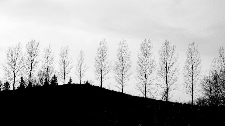 Foto lage hoek van silhouetbomen op het veld tegen de lucht