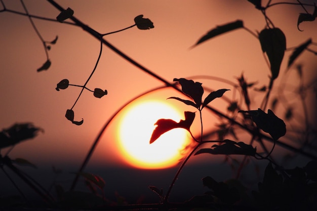 Lage hoek van silhouetplant tegen oranje hemel tijdens zonsondergang