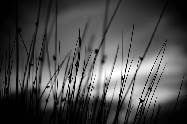 Foto lage hoek van silhouetplanten op het veld tegen de lucht