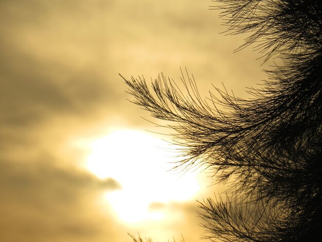 Foto lage hoek van silhouetplanten tegen de hemel tijdens zonsondergang