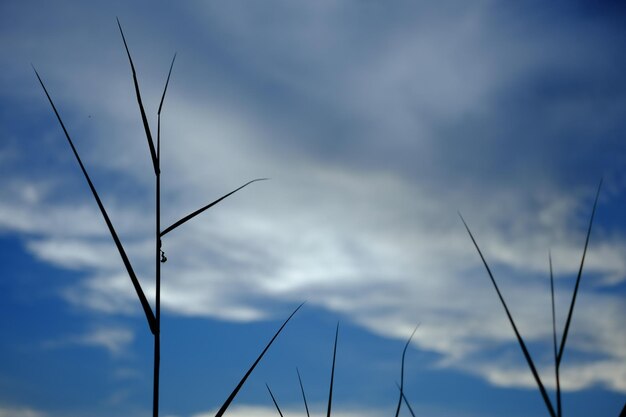 Foto lage hoek van silhouetplanten tegen de lucht