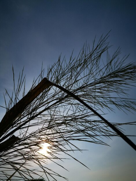 Foto lage hoek van silhouetplanten tegen de lucht