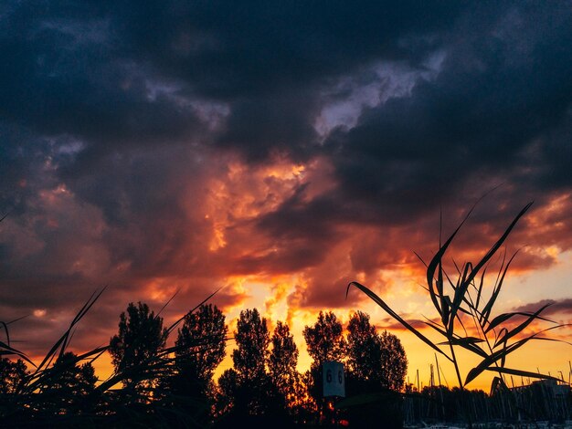 Foto lage hoek van silhouette bomen tegen de dramatische hemel