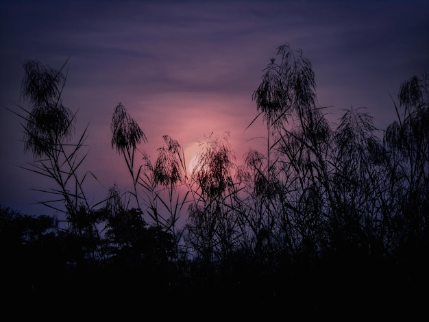 Foto lage hoek van silhouette bomen tegen de hemel bij zonsondergang