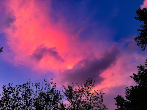 Foto lage hoek van silhouette bomen tegen de hemel bij zonsondergang