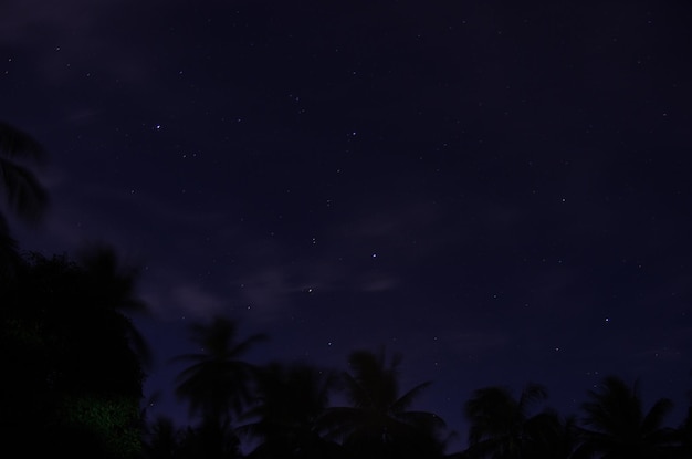 Lage hoek van silhouette bomen tegen de hemel's nachts