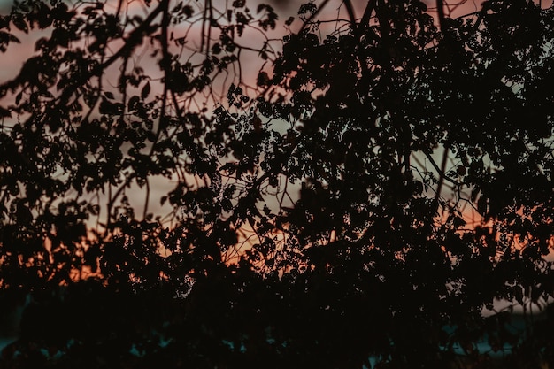 Foto lage hoek van silhouette bomen tegen de hemel's nachts