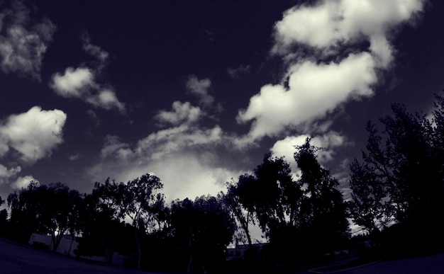 Foto lage hoek van silhouette bomen tegen de lucht