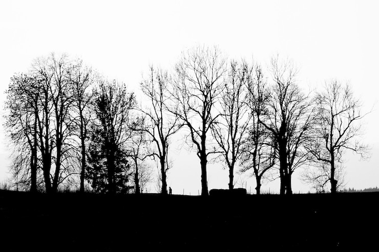 Foto lage hoek van silhouette naakte bomen tegen de lucht
