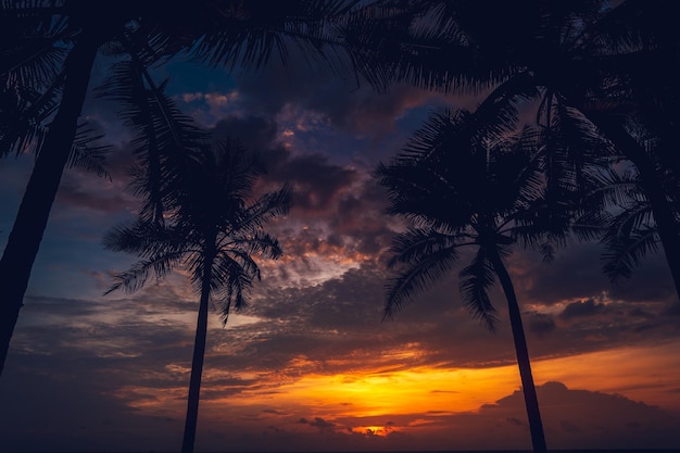 Foto lage hoek van silhouette palmbomen tegen de hemel tijdens zonsondergang