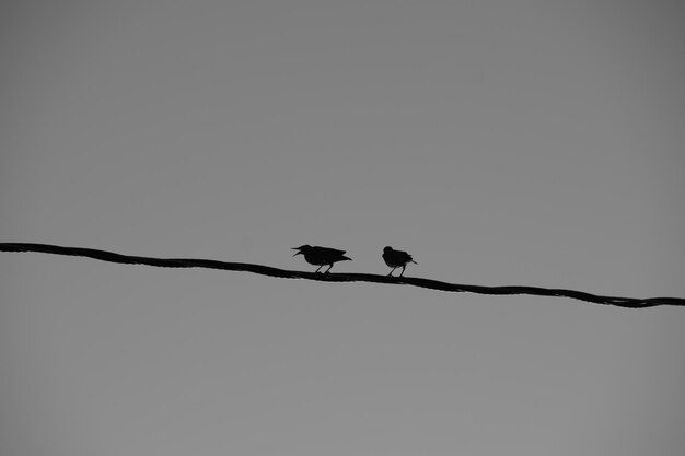 Lage hoek van silhouette vogels die op een kabel zitten tegen een heldere lucht