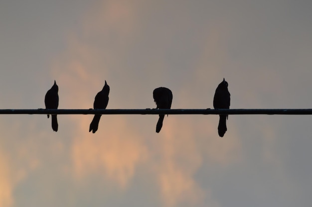 Foto lage hoek van silhouette vogels die op een paal tegen de lucht zitten