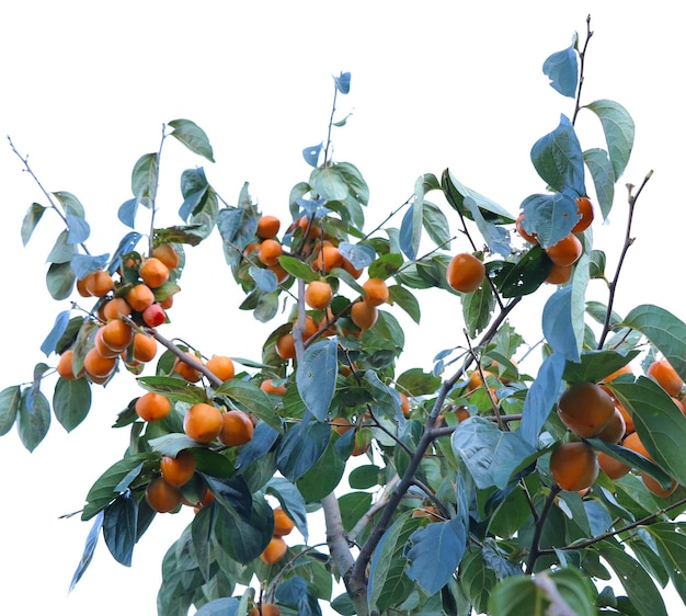 Foto lage hoek van sinaasappels die op een boom hangen tegen een heldere lucht