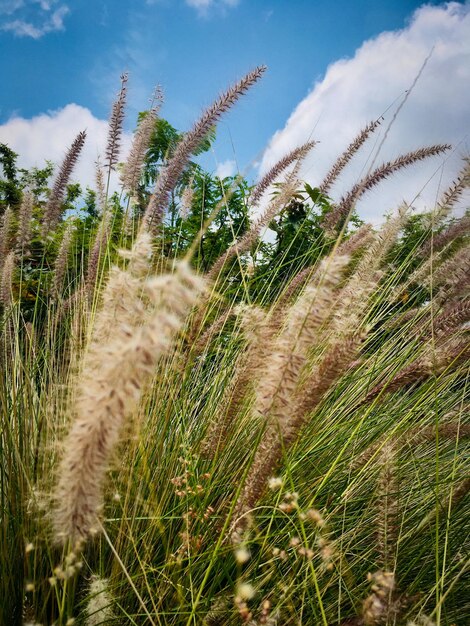 Foto lage hoek van stengels in het veld tegen de lucht