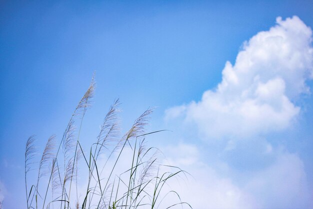 Foto lage hoek van stengels tegen blauwe lucht