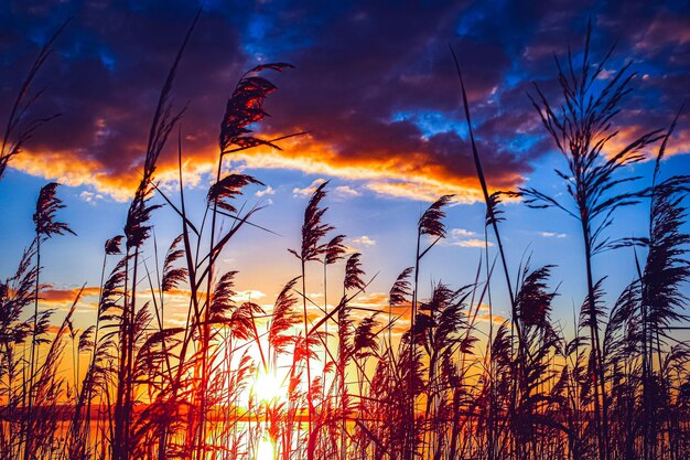 Lage hoek van stengels tegen de hemel bij zonsondergang