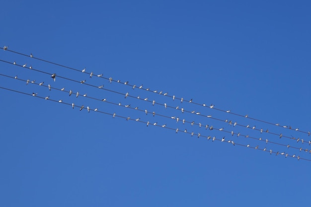 Lage hoek van stroomkabels tegen een heldere blauwe lucht