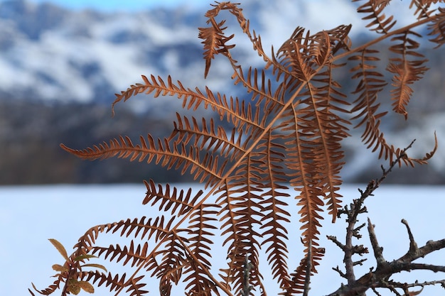 Foto lage hoek van varens in de winter